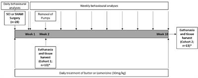 Acute Cellular and Functional Changes With a Combinatorial Treatment of Ion Channel Inhibitors Following Spinal Cord Injury